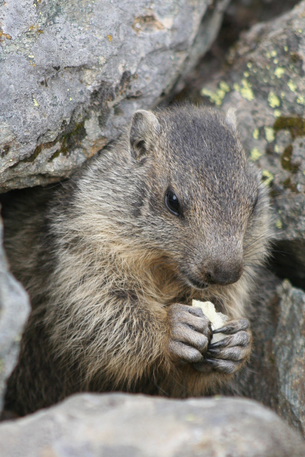 Fauna delle Alpe